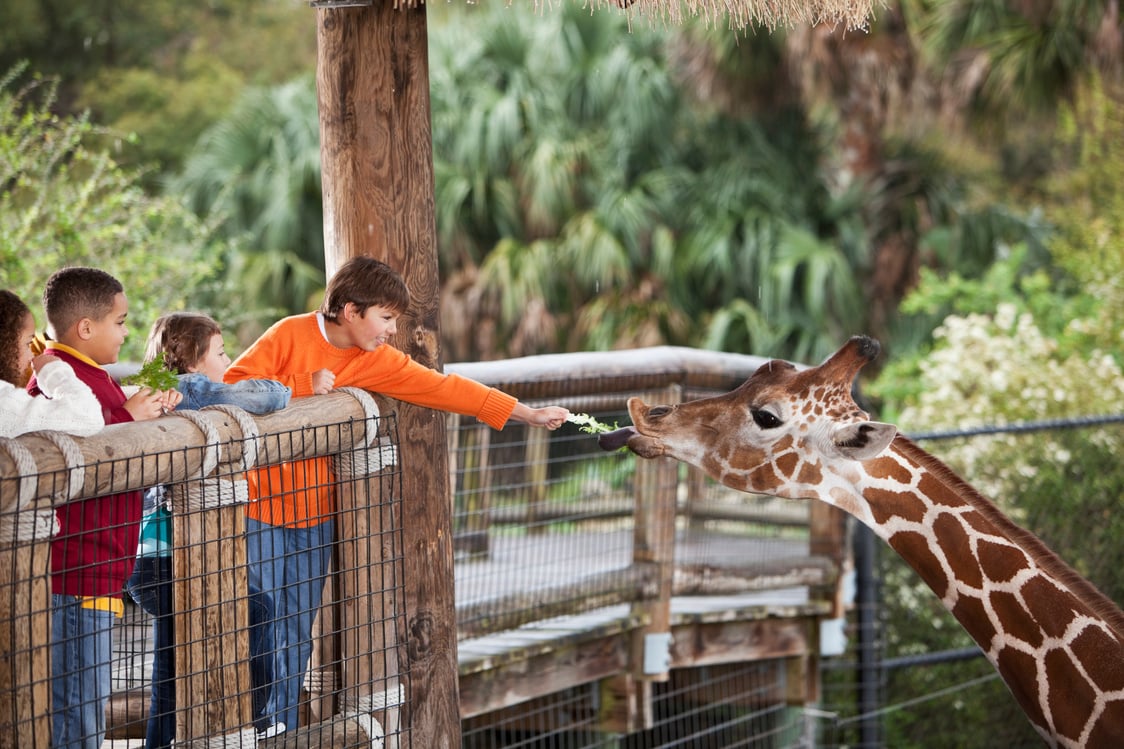 Children at zoo feeding giraffe